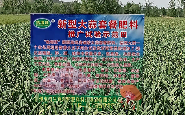新型大蒜套餐肥料推廣試驗(yàn)示范田